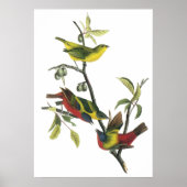 Audubon Painted Bunting Poster (Vorne)
