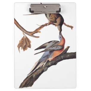 Audubon Pair of Kissing Passenger Pigeons Lebensmi Klemmbrett