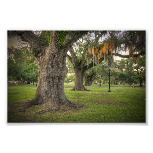 Audubon Park Live Oaks Fotodruck (Vorne)