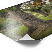Audubon Park Live Oaks Fotodruck (Ecke)