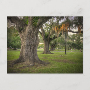 Audubon Park Live Oaks Postkarte