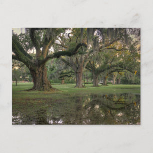 Audubon Park Rain Postkarte