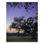 Audubon Park Sunset Fotodruck (Vorne)