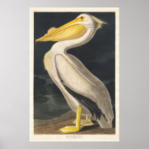 Audubon Pelican