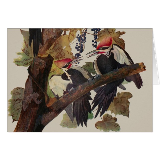 Audubon Pileated Woodpecker Bird Malerei (Vorderseite (Horizontal))