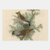 Audubon Pileated Woodpecker Bird Malerei Geschenkpapier Set (Vorderseite 2)