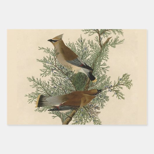 Audubon Pileated Woodpecker Bird Malerei Geschenkpapier Set (Vorderseite 2)