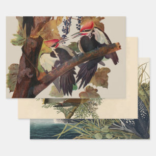 Audubon Pileated Woodpecker Bird Malerei Geschenkpapier Set