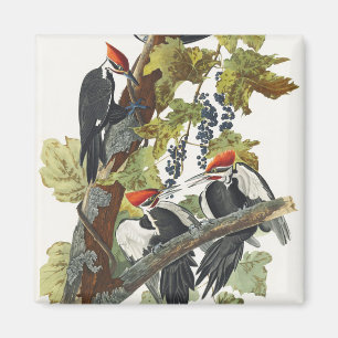 Audubon Pileated Woodpecker Bird Malerei Magnet