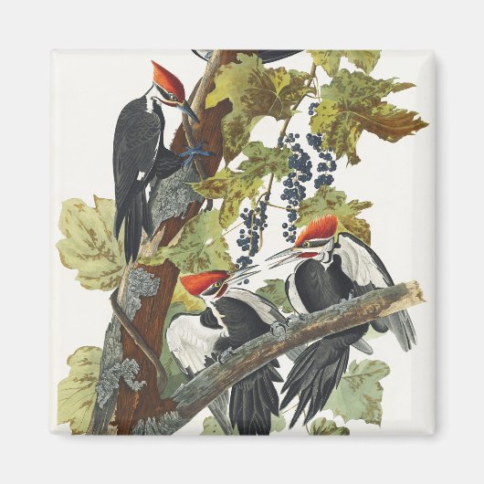 Audubon Pileated Woodpecker Bird Malerei Magnet (Vorne)