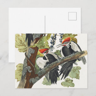 Audubon Pileated Woodpecker Bird Malerei Postkarte