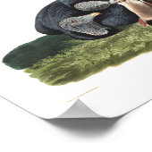 Audubon Plate 106 Black Vulture Poster (Ecke)