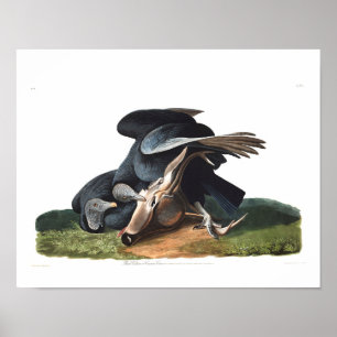 Audubon Plate 106 Black Vulture Poster