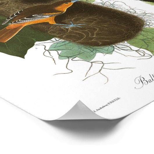 Audubon Plate 12 Baltimore Oriole Poster (Ecke)