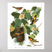 Audubon Plate 12 Baltimore Oriole Poster (Vorne)