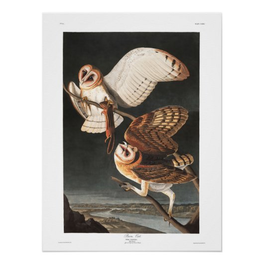 Audubon Plate 171 Barn Owl Poster (Vorderseite)