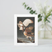Audubon Plate 171 Barn Owl Postkarte (Stehend Vorderseite)