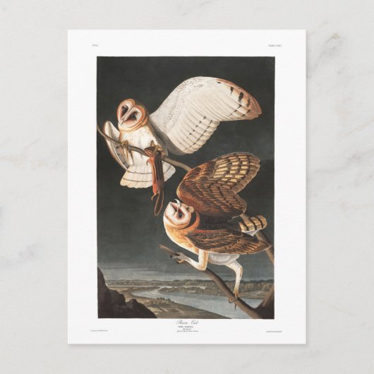 Audubon Plate 171 Barn Owl Postkarte (Vorderseite)