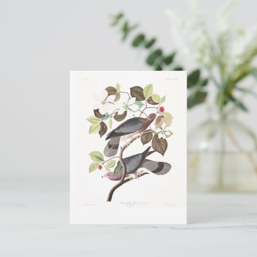 Audubon Plate 367 Band-tailed Pigeon Postkarte (Stehend Vorderseite)