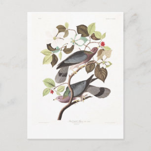 Audubon Plate 367 Band-tailed Pigeon Postkarte