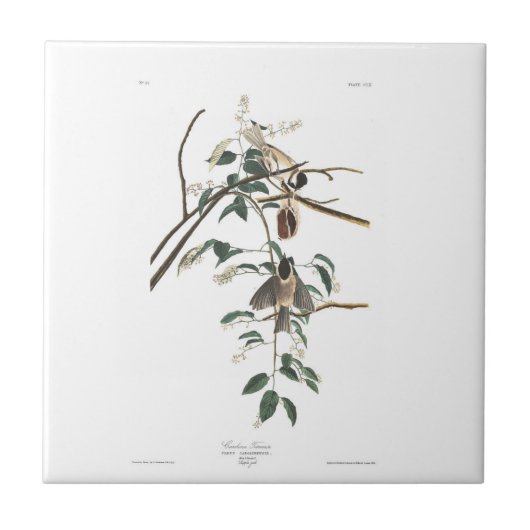 Audubon Platte160 Schwarz-mit einer Kappe Fliese (Vorderseite)