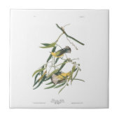 Audubon Platte3 Prothonotary-Trällerer Fliese (Vorderseite)