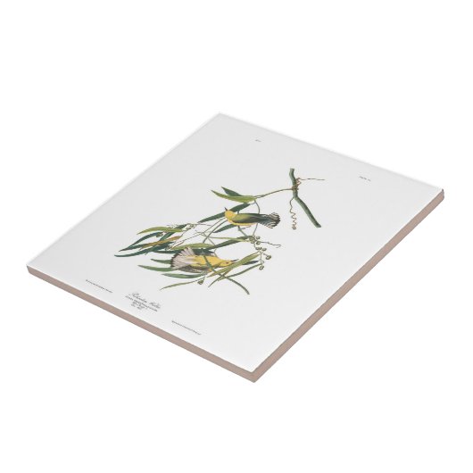 Audubon Platte3 Prothonotary-Trällerer Fliese (Seite)