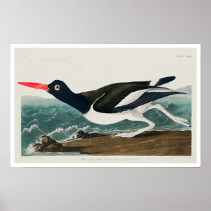 Audubon Poster: Austernfänger Poster