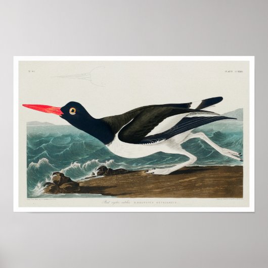 Audubon Poster: Austernfänger Poster (Vorne)