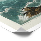 Audubon Poster: Austernfänger Poster (Ecke)