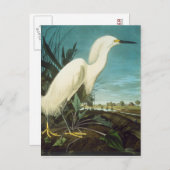 Audubon Postkarte (Vorne/Hinten)