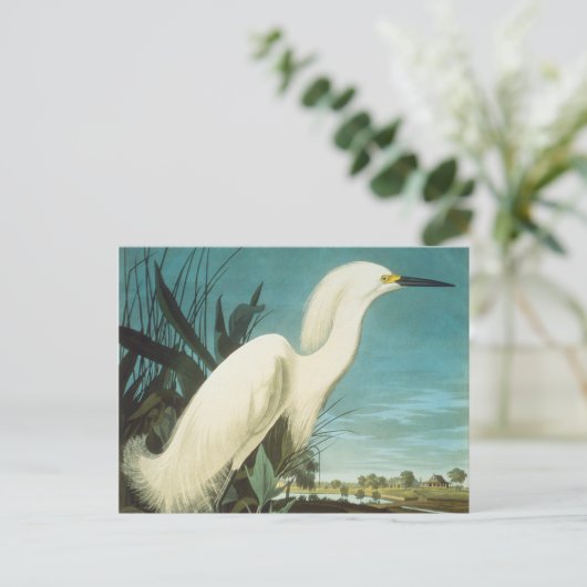 Audubon Postkarte (Stehend Vorderseite)