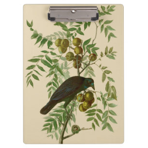 Audubon Purple Grackle Vogel Druck Vintage Botanik Klemmbrett