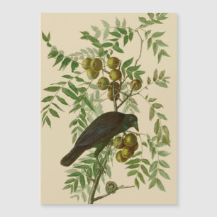 Audubon Purple Grackle Vogel Druck Vintage Botanik Magnetkarte