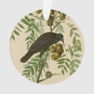 Audubon Purple Grackle Vogel Druck Vintage Botanik Ornament