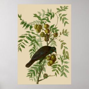 Audubon Purple Grackle Vogel Druck Vintage Botanik Poster