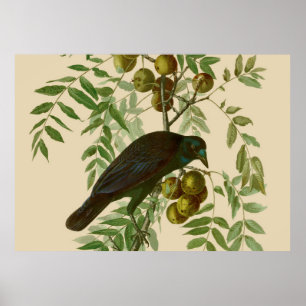 Audubon Purple Grackle Vogel Druck Vintage Botanik Poster