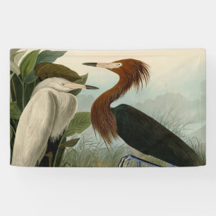 Audubon Purpurreiher Rötlicher Sichler Druck: Voge Banner