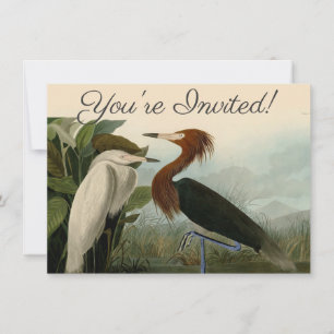 Audubon Purpurreiher Rötlicher Sichler Druck: Voge Einladung