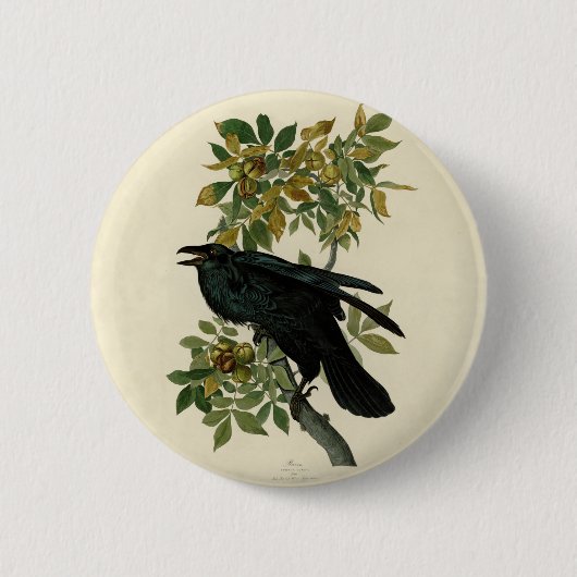 Audubon Raven Bird Classic Artwork Button (Vorderseite)