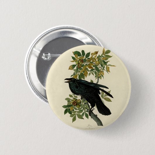 Audubon Raven Bird Classic Artwork Button (Vorne & Hinten)