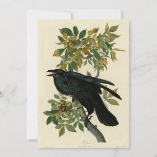 Audubon Raven Bird Classic Artwork Einladung