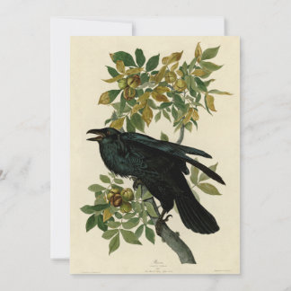 Audubon Raven Bird Classic Artwork Einladung