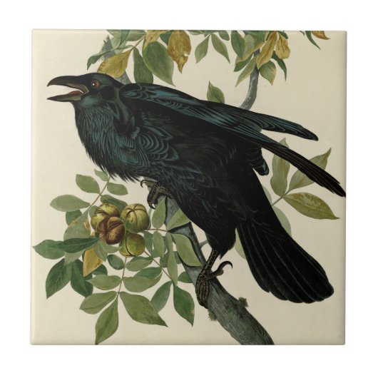 Audubon Raven Bird Classic Artwork Fliese (Vorderseite)