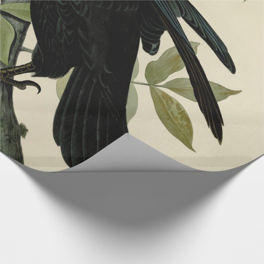 Audubon Raven Bird Classic Artwork Geschenkpapier (Ecke)