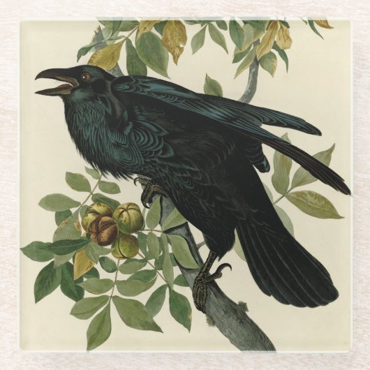 Audubon Raven Bird Classic Artwork Glasuntersetzer (Vorderseite)