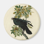 Audubon Raven Bird Classic Artwork Magnet (Vorne)