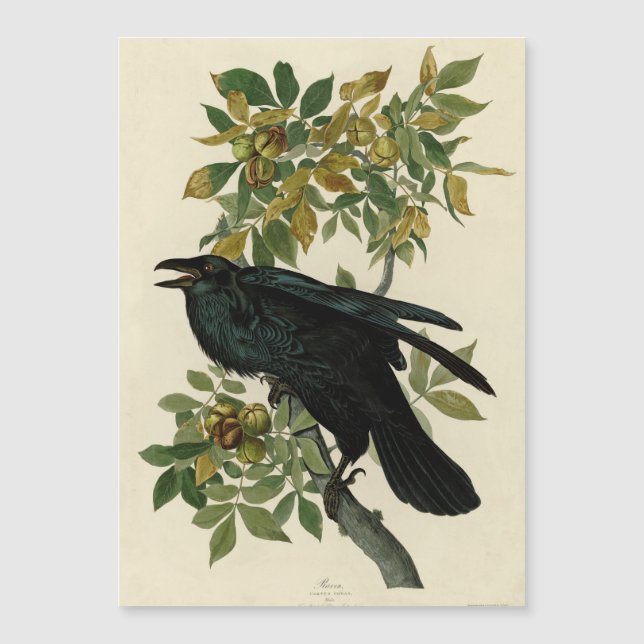 Audubon Raven Bird Classic Artwork Magnetkarte (Vorderseite)