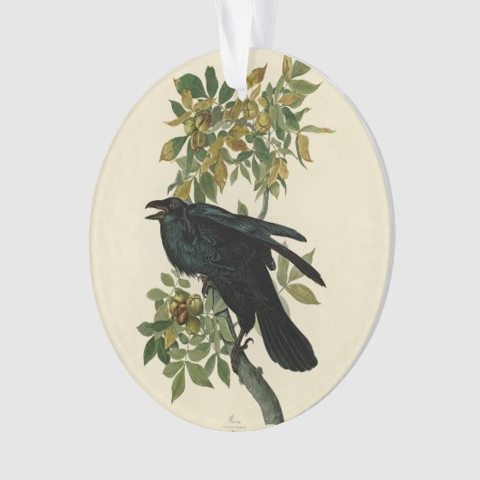 Audubon Raven Bird Classic Artwork Ornament (Vorderseite)