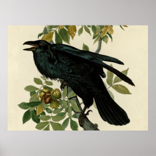 Audubon Raven Bird Classic Artwork Poster